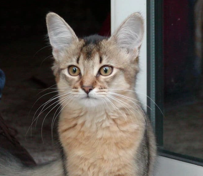 long haired Abyssinian