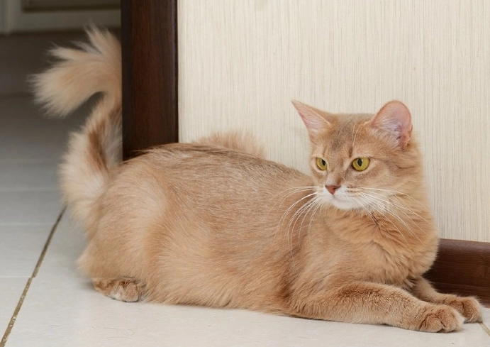 Somali cat rarity