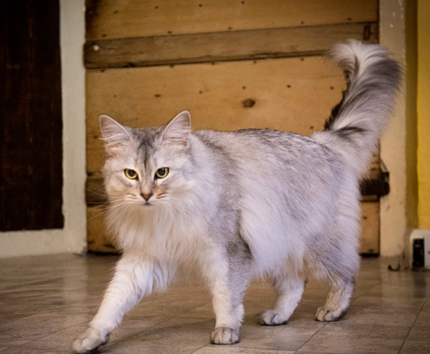 ticked tabby cat coat