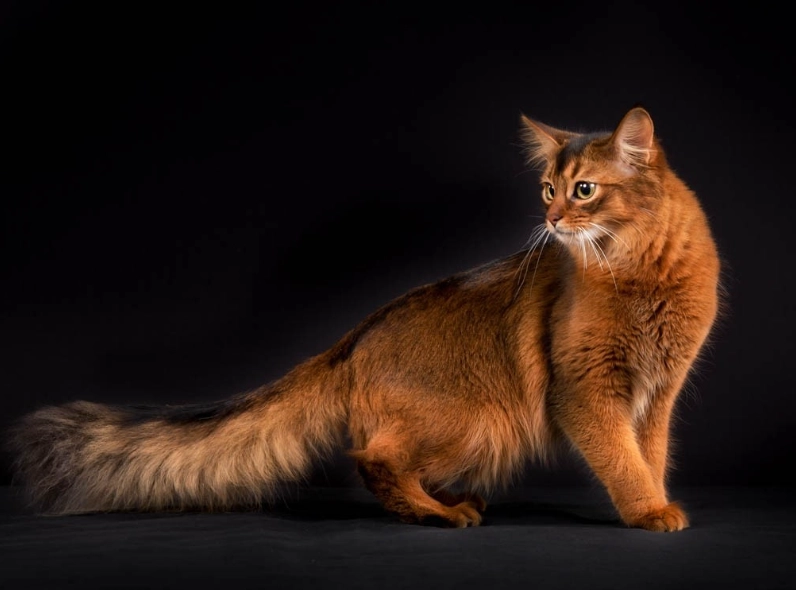 Somali cat breed