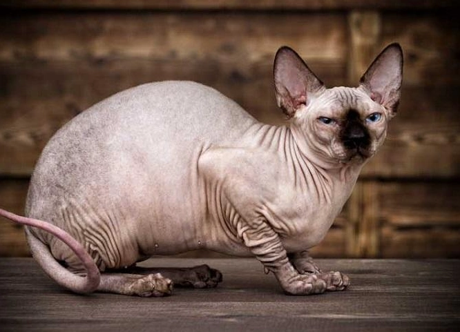 hairless cat grooming