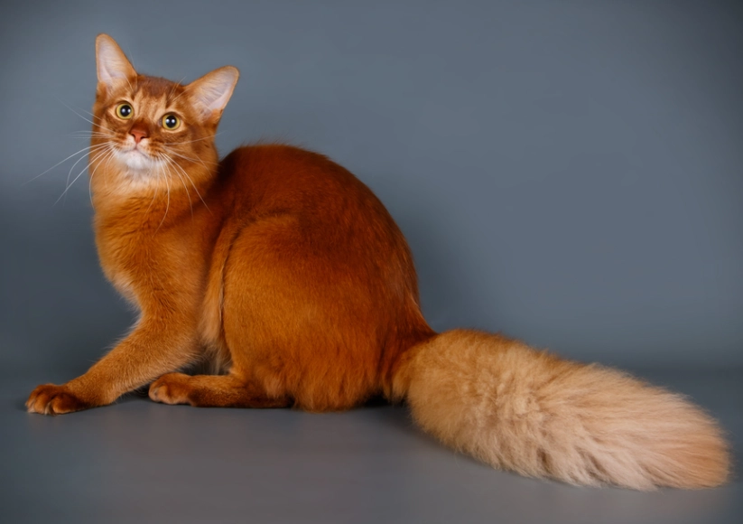 long-haired Abyssinian