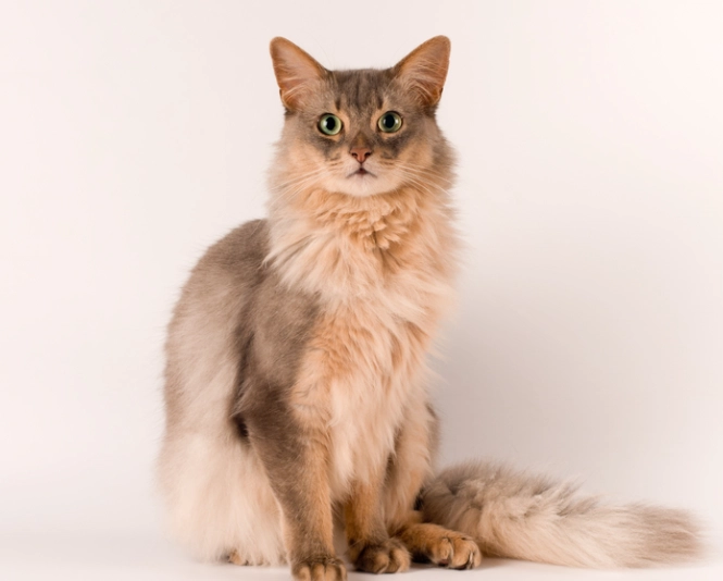 Somali cat colors