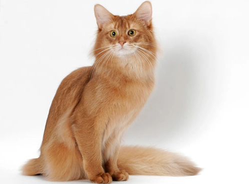 Somali cat white