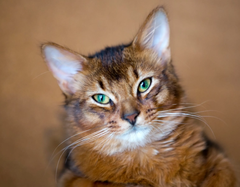 Somali cat temperament