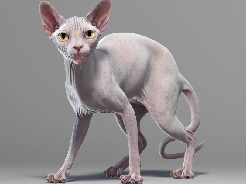 sphynx cat with fur