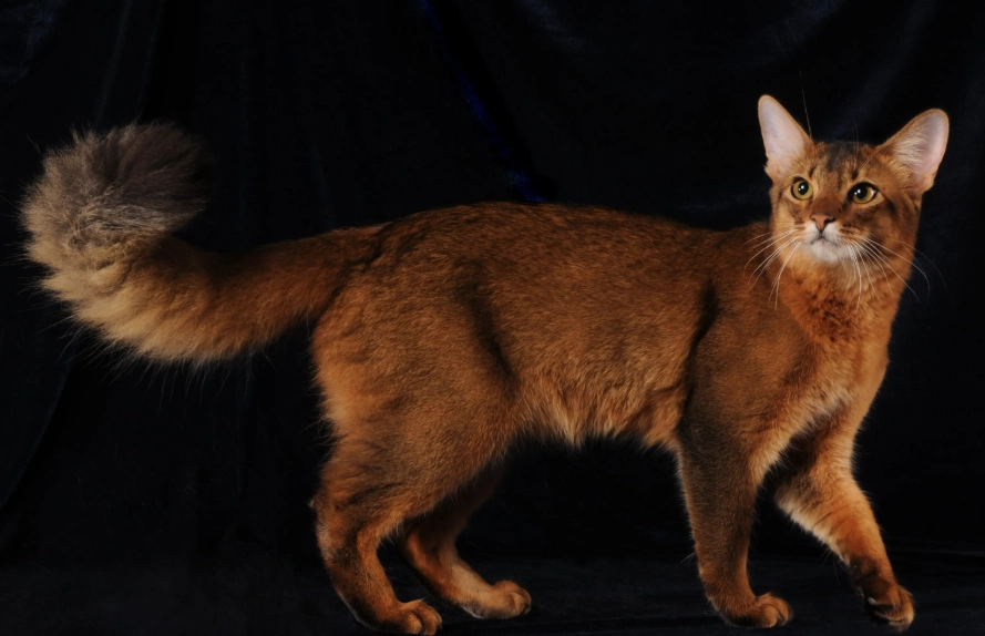 How to Identify a Somali Cat: The Ultimate Guide with Pictures & Traits