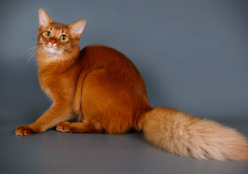 Somali cat care