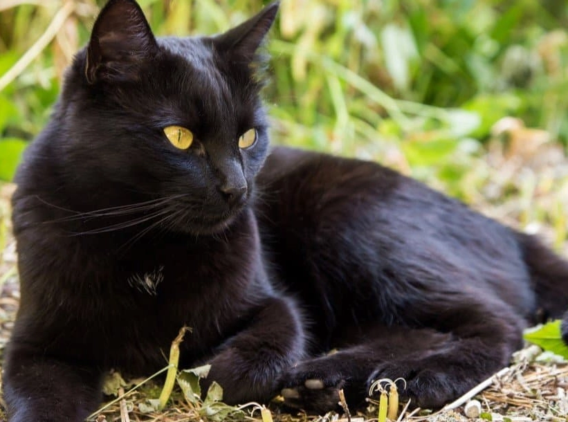Bombay cat