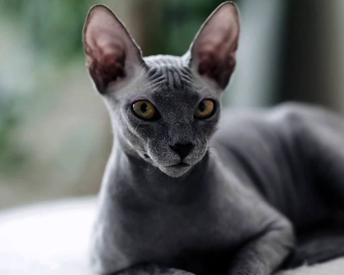 furry sphynx cat