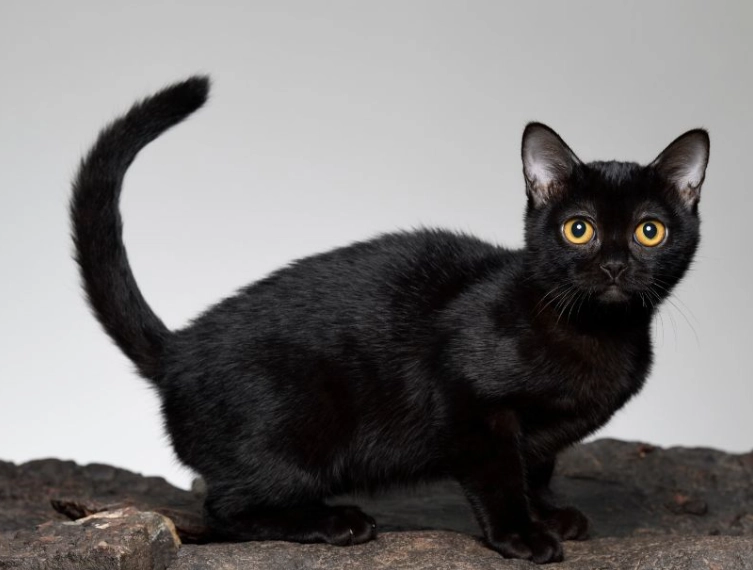 Bombay cat