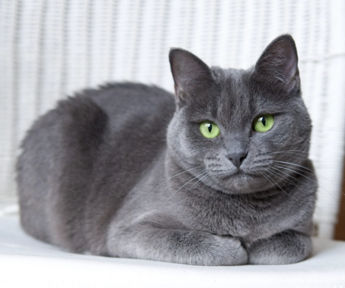indoor cat breeds