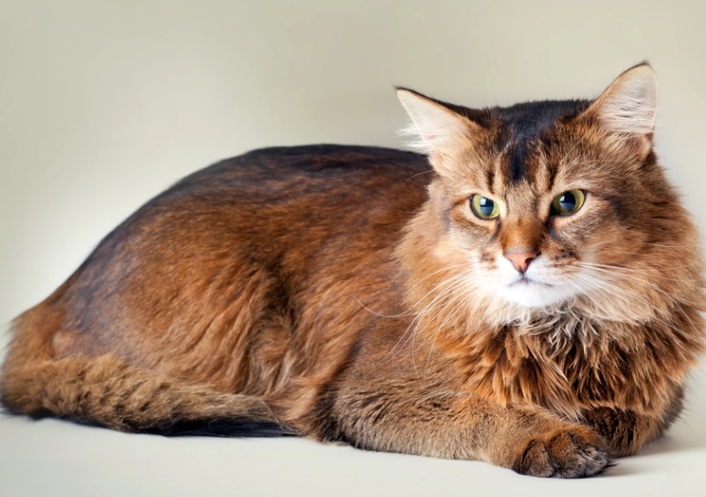 identify Somali cat