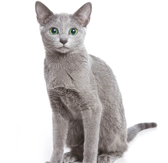 Russian Blue care tips