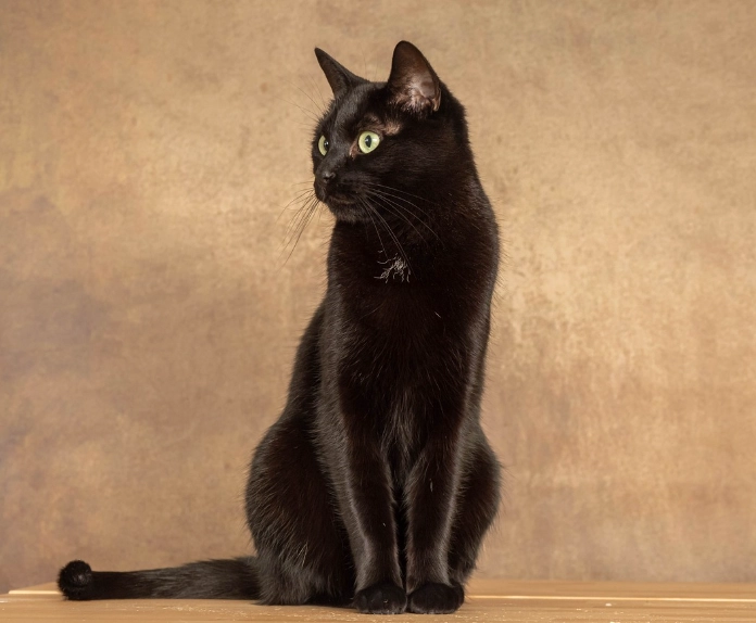black cat breed black cat breed