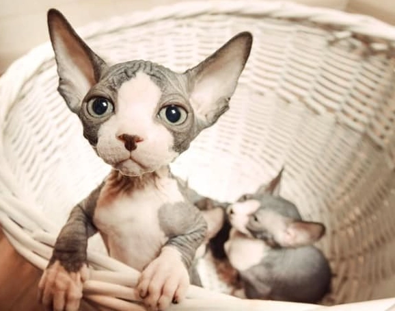 sphynx cat with fur