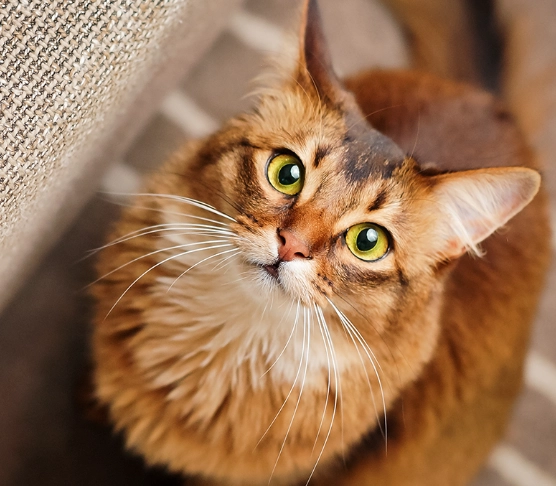 What are the pros and cons of Somali cats?