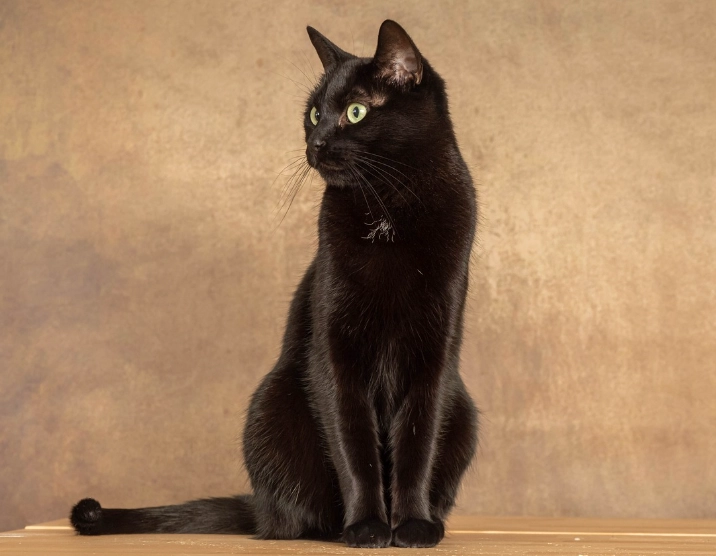 black cat breeds