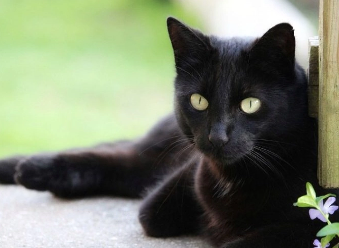 Bombay cat price Bombay cat price