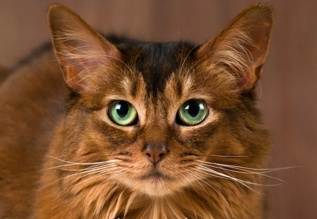 Somali cat identification