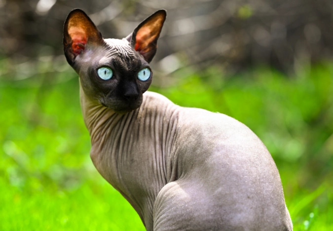 furry sphynx cat