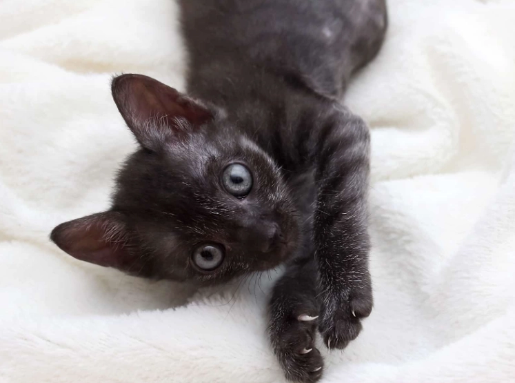 How much does a Bombay cat cost?