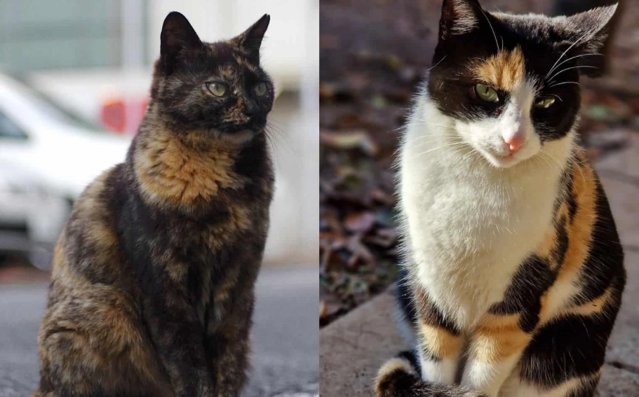 tortie vs calico