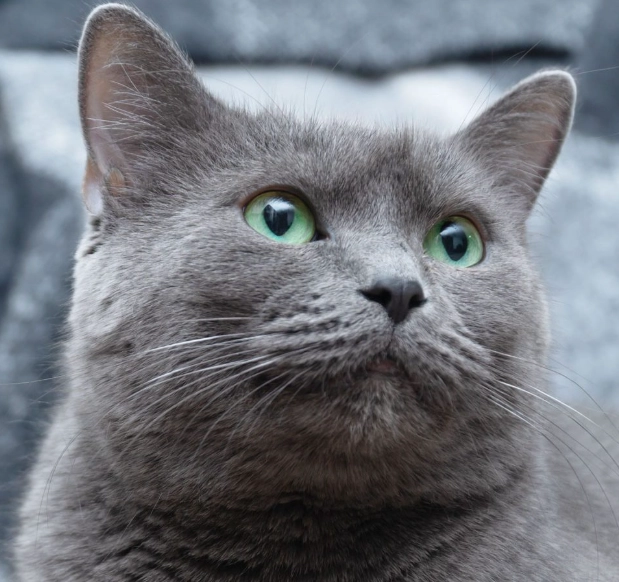 Russian Blue cat personality
