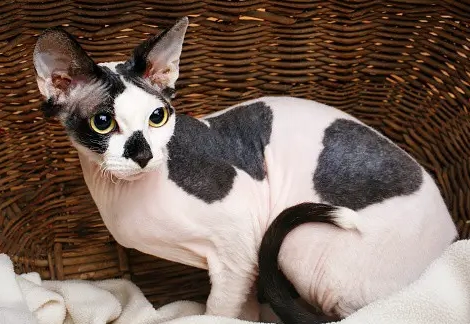 sphynx cat hair growth