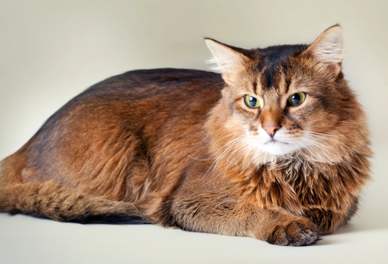 Somali cat behavior