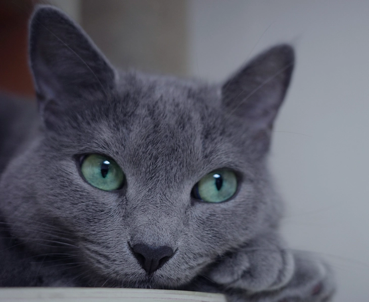 Russian Blue care tips