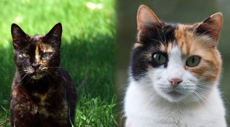 tortie vs calico