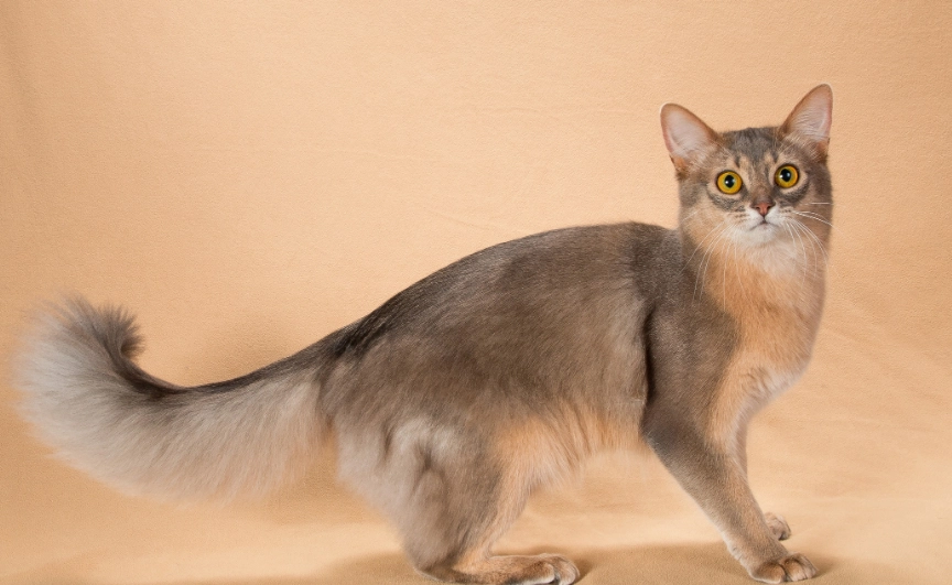 Somali cat characteristics
