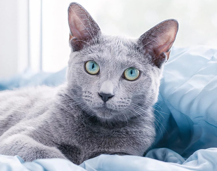 Russian Blue cat personality