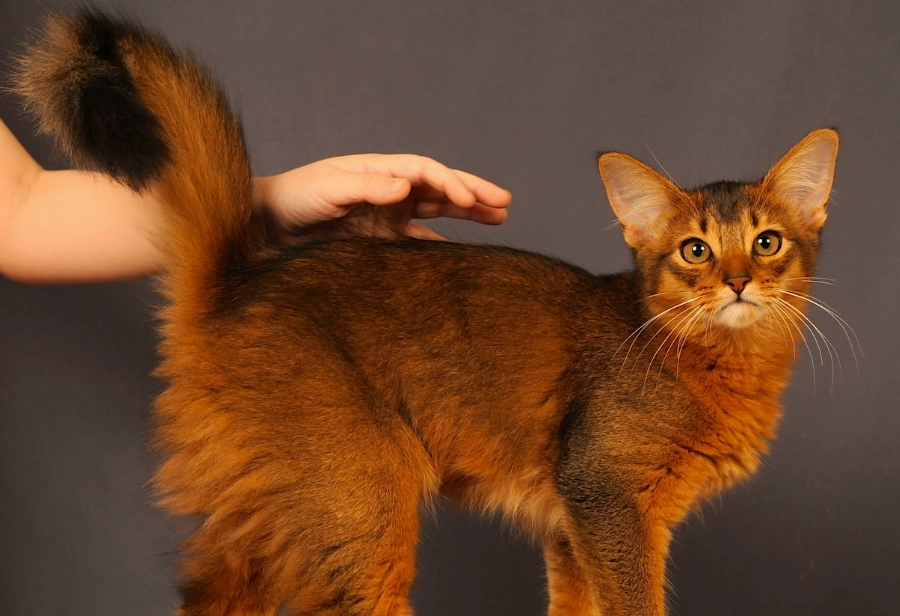 Somali cat personality
