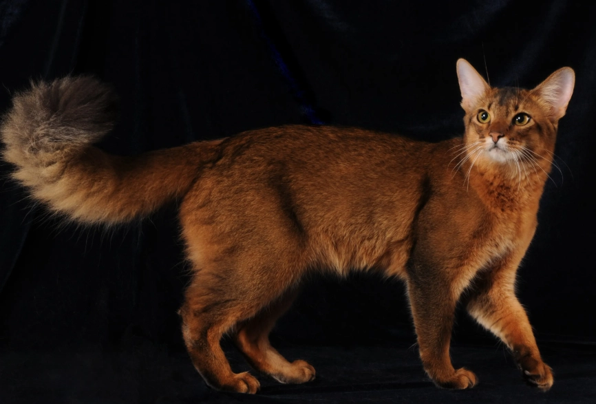 Somali cat care
