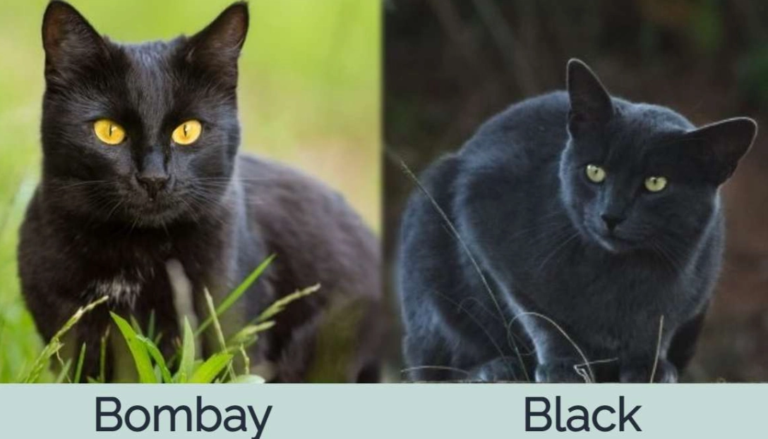 Bombay cat vs black cat