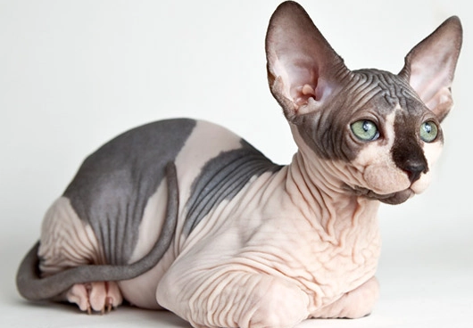 Sphynx cat with fur