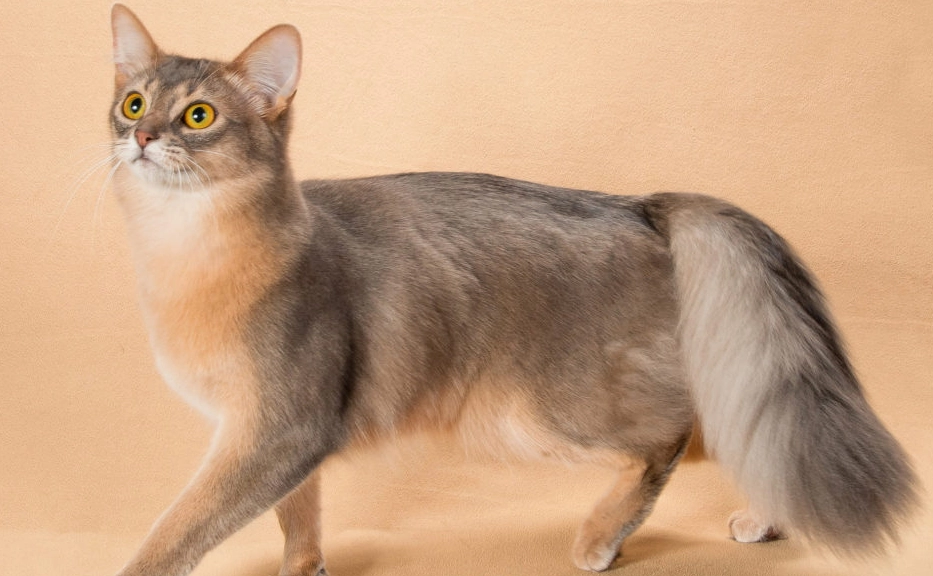 Somali cat personality