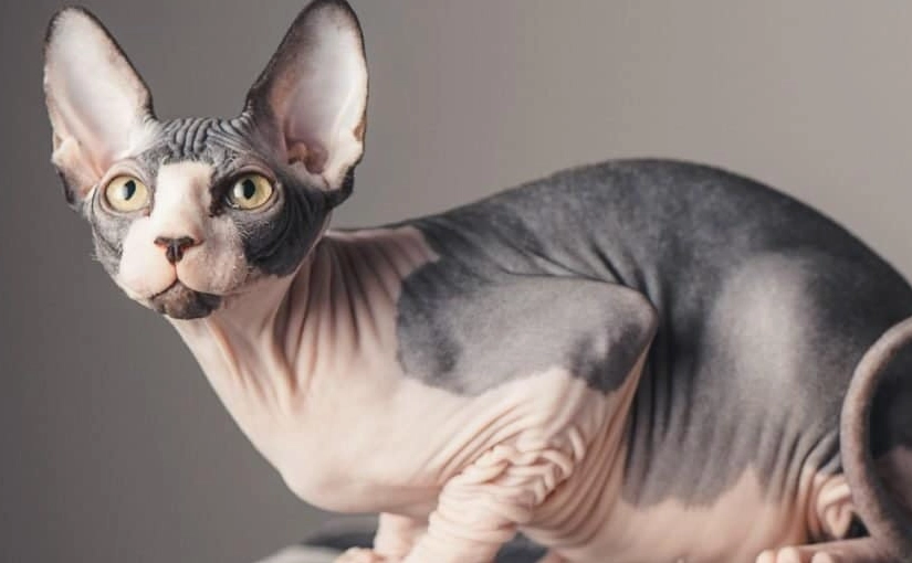 Why are Sphynx cats so expensive?