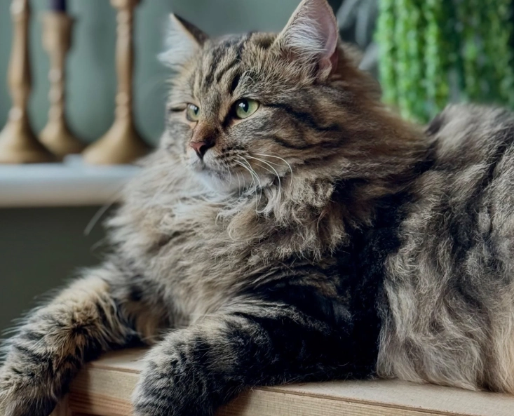 Siberian cat personality