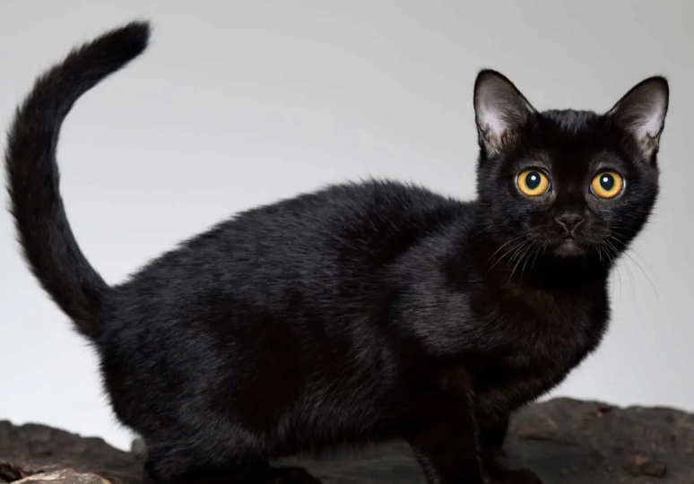 black cat breed