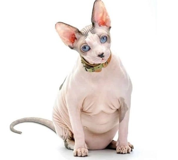hairless cat care