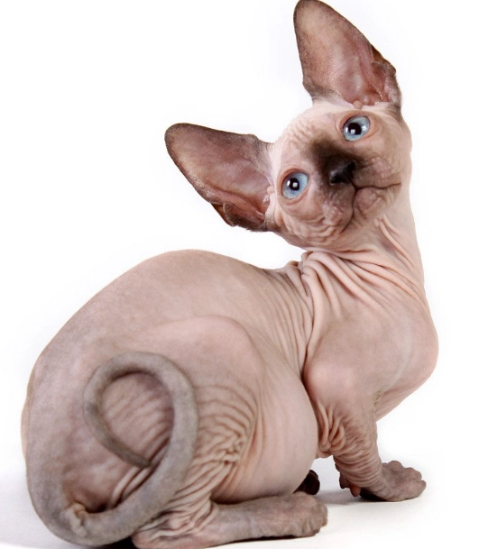 sphynx cat weight