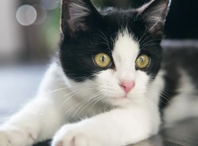 black and white cat personality