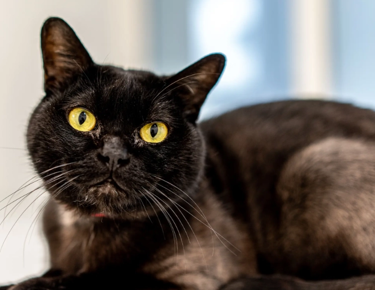 are Bombay cats friendly are Bombay cats friendly