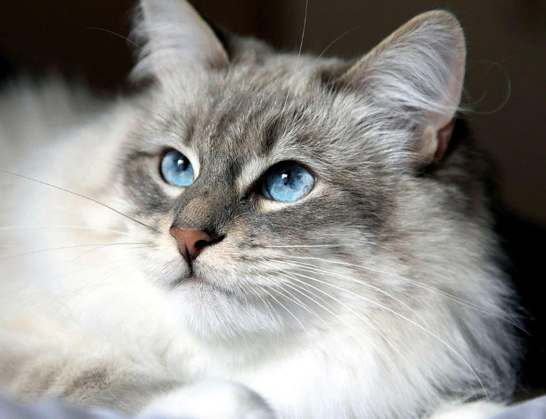 Siberian cat good pet
