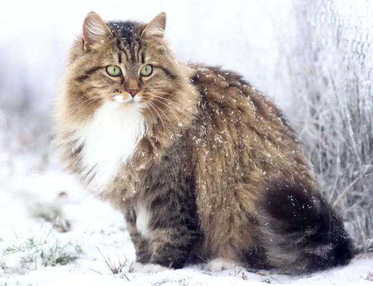Siberian cat good pet