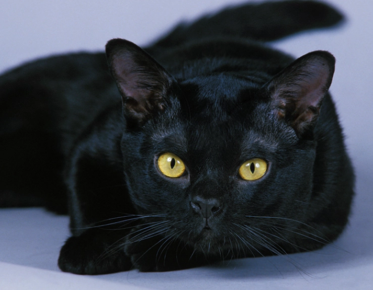 Bombay cat behavior Bombay cat behavior