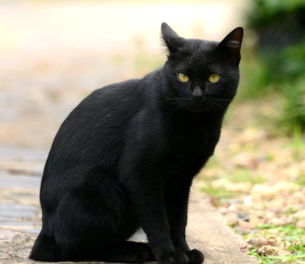 How to tell if a cat is a Bombay cat?